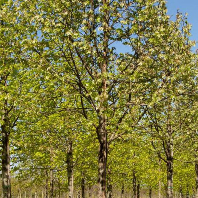 Lipa srebrzysta Varsaviensis Tilia tomentosa