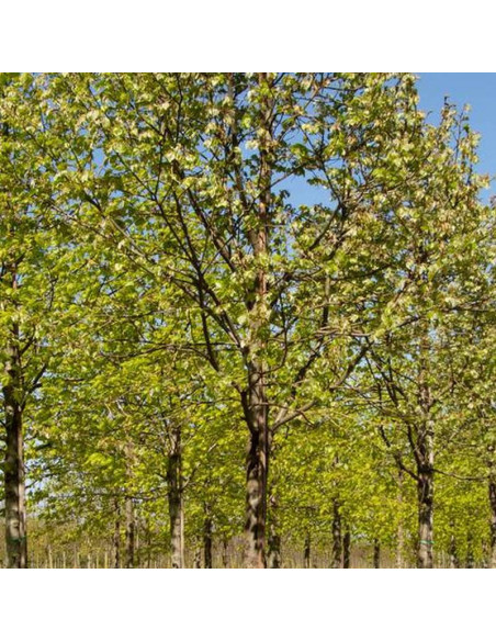 Lipa srebrzysta Varsaviensis Tilia tomentosa