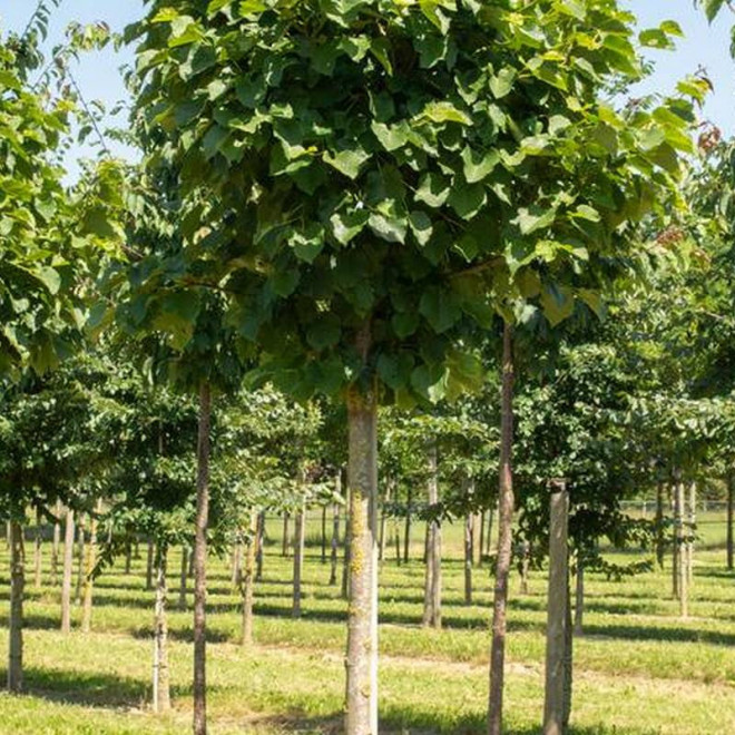 Tilia tomentosa Lipa srebrzysta Varsaviensis