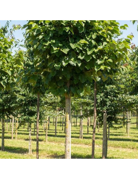 Tilia tomentosa Lipa srebrzysta Varsaviensis