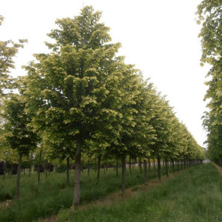 Lipa srebrzysta Brabant Tilia tomentosa