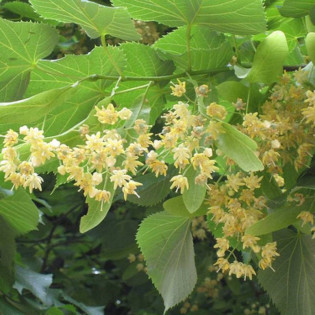 Lipa srebrzysta Brabant Tilia tomentosa 2