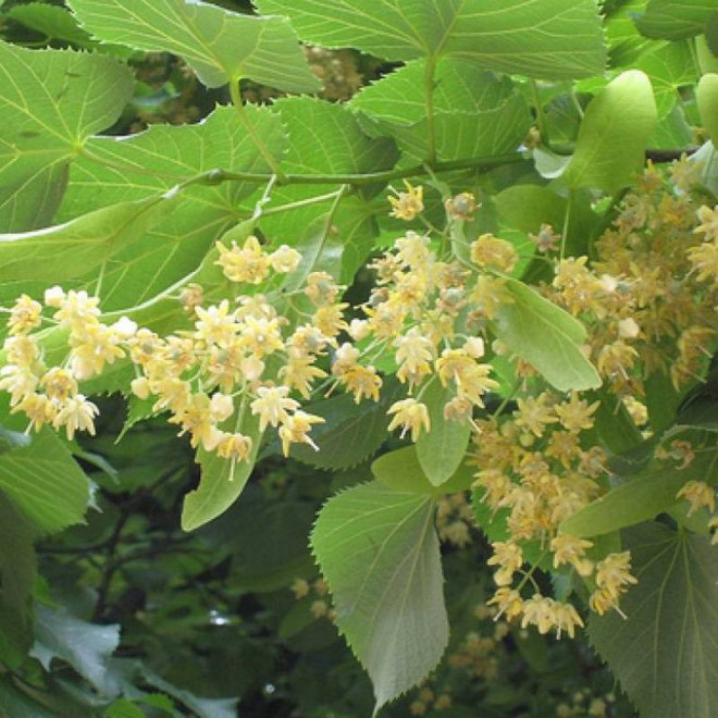 Brabant Tilia tomentosa Lipa srebrzysta