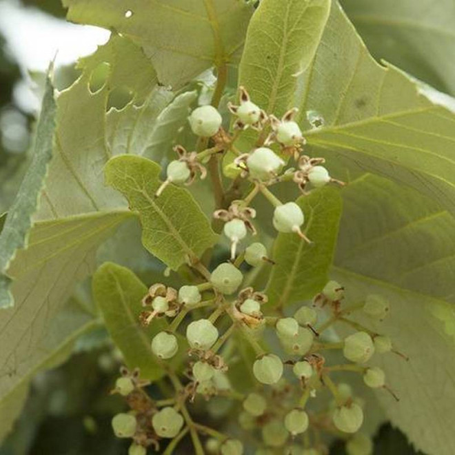 Lipa srebrzysta Tilia tomentosa Brabant