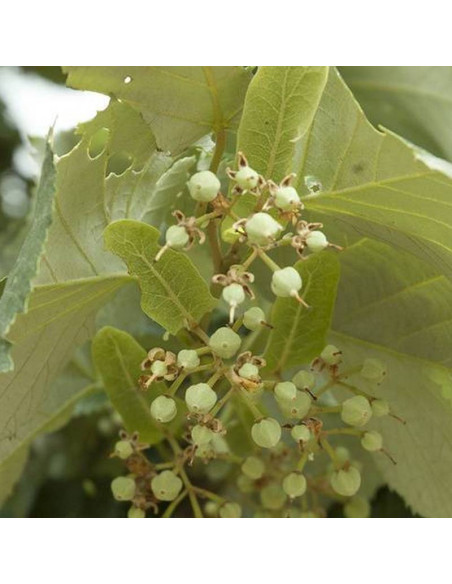 Lipa srebrzysta Tilia tomentosa Brabant