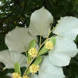 Lipa srebrzysta Tilia tomentosa