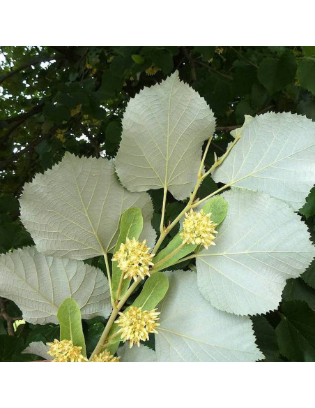 Lipa srebrzysta Tilia tomentosa
