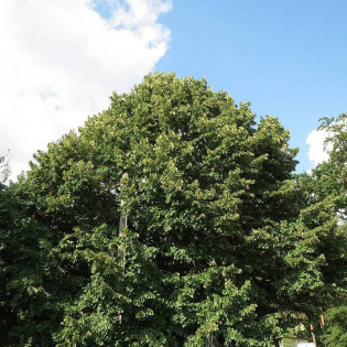 Lipa srebrzysta Tilia tomentosa 2