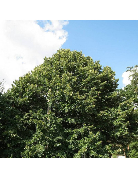 Tilia tomentosa Lipa srebrzysta