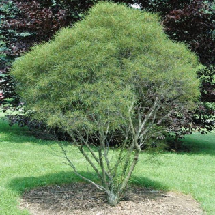 Minaret Frangula alnus Kruszyna pospolita