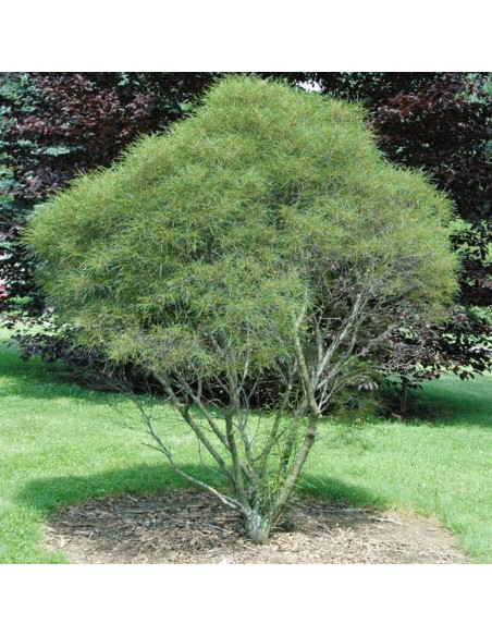 Minaret Frangula alnus Kruszyna pospolita