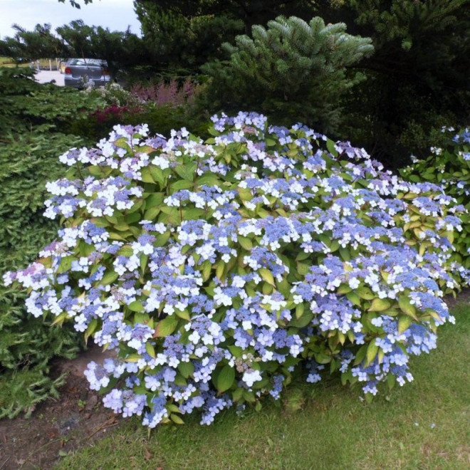 Hortensja piłkowana Bluebird Hydrangea serrata