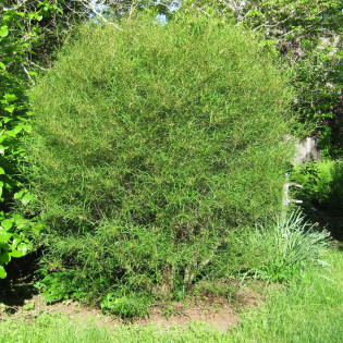 Minaret Frangula alnus Kruszyna pospolita 2
