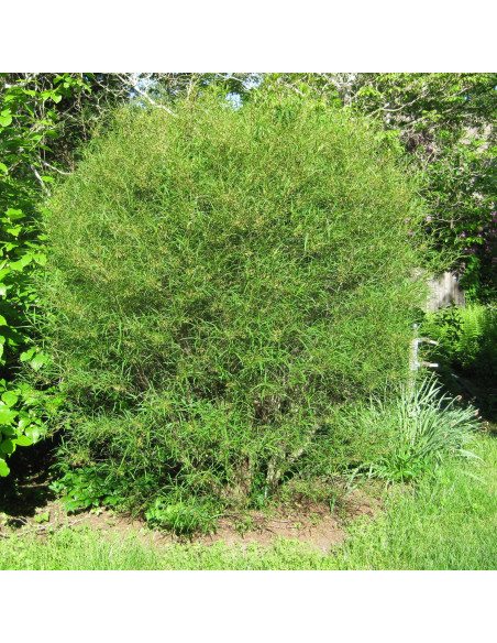 Kruszyna pospolita Minaret Frangula alnus