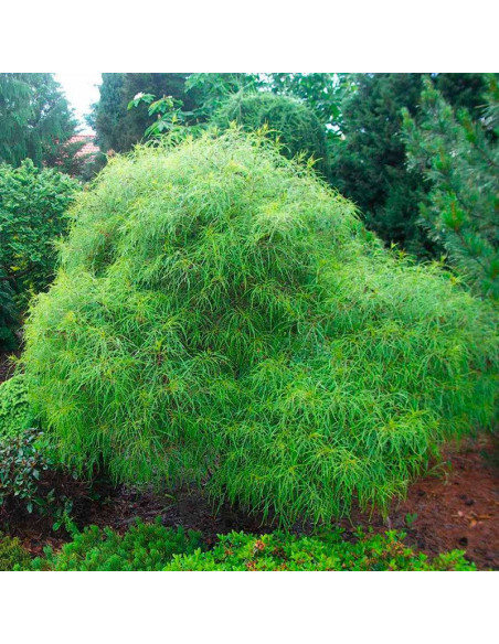 Asplenifolia Frangula alnus Kruszyna pospolita