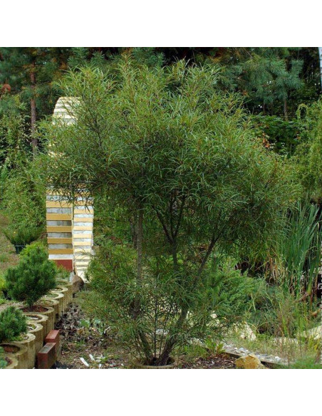 Kruszyna pospolita Asplenifolia Frangula alnus