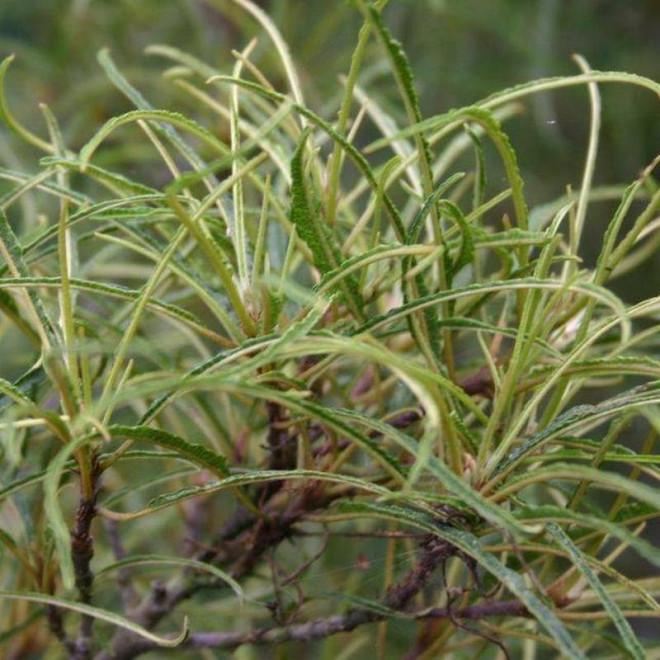 Kruszyna pospolita Frangula alnus Asplenifolia