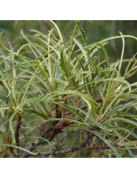 Kruszyna pospolita Frangula alnus Asplenifolia