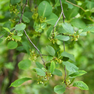Frangula alnus Kruszyna pospolita