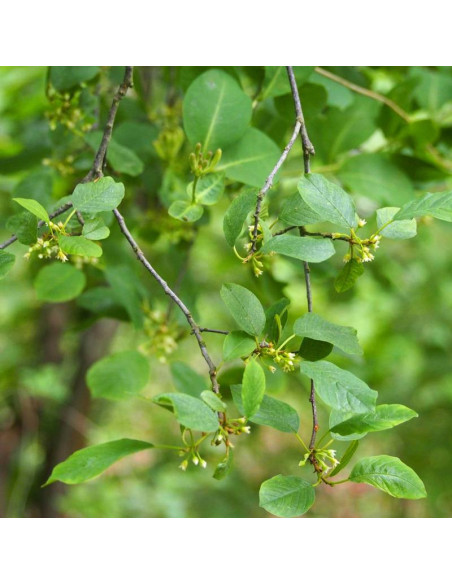 Frangula alnus Kruszyna pospolita