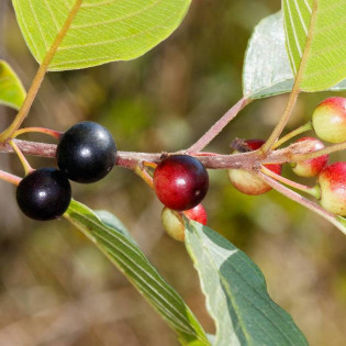 Frangula alnus Kruszyna pospolita 2