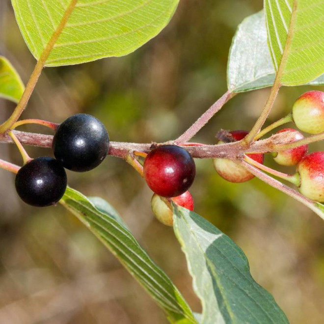 Kruszyna pospolita Frangula alnus