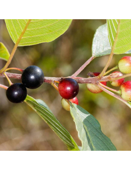 Kruszyna pospolita Frangula alnus