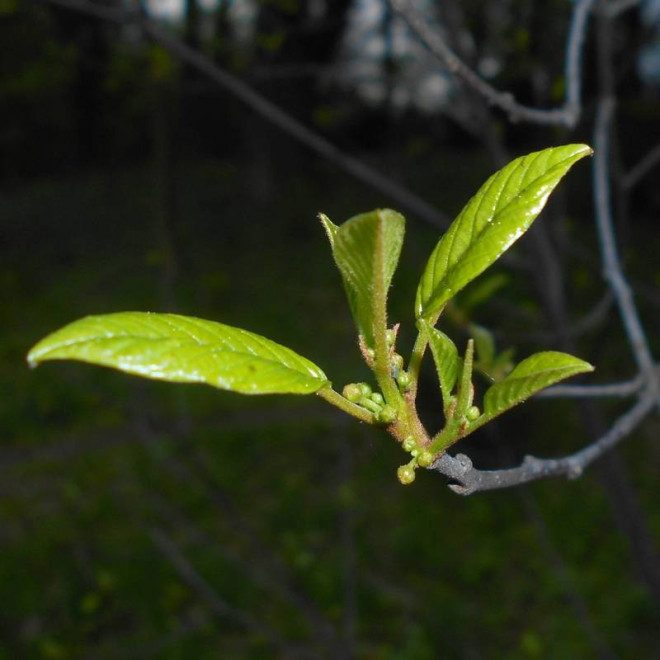 Kruszyna pospolita Frangula alnus