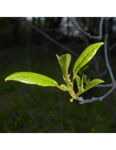 Kruszyna pospolita Frangula alnus