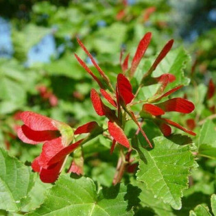 Klon tatarski Hot Wings Acer tataricum - Szkółka Florela