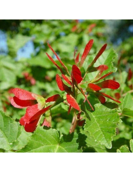 Klon tatarski Hot Wings Acer tataricum - Szkółka Florela