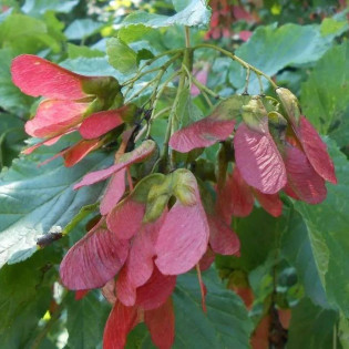 Klon tatarski Hot Wings Acer tataricum - Szkółka Florela 2