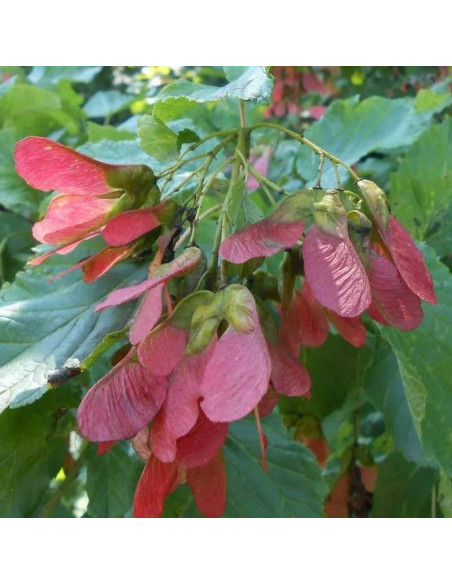 Klon tatarski Hot Wings Acer tataricum