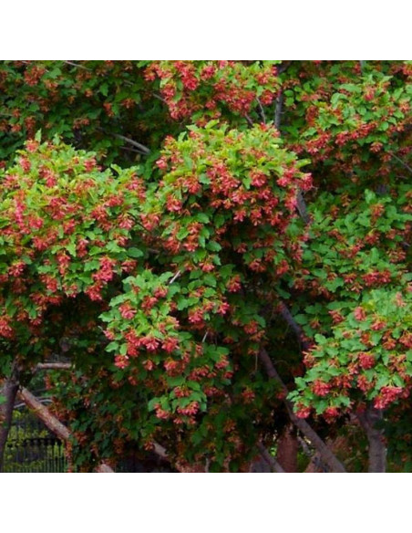 Klon tatarski Acer tataricum Hot Wings