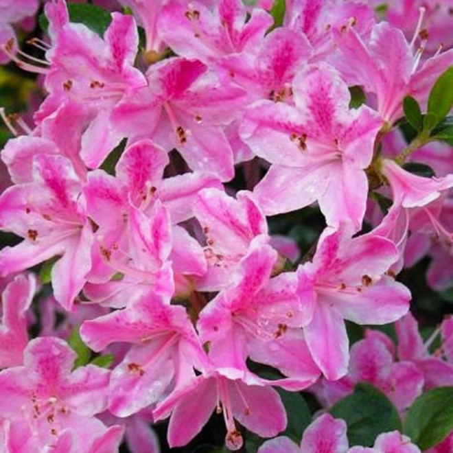 Azalia japońska Kermesina Rose Rhododendron obtusum