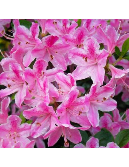 Azalia japońska Kermesina Rose Rhododendron obtusum