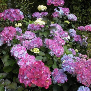 Hortensja piłkowana Preziosa Hydrangea serrata