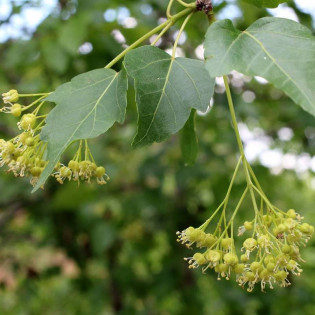 Klon tatarski Semenovii Acer tataricum