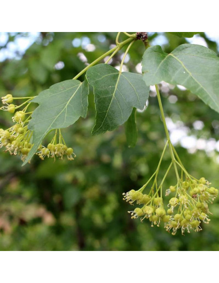 Klon tatarski Semenovii Acer tataricum