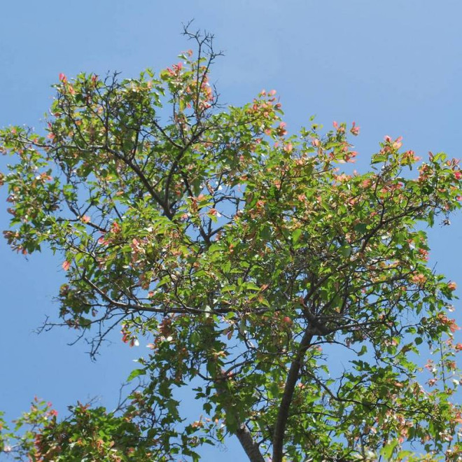 Semenovii Acer tataricum Klon tatarski