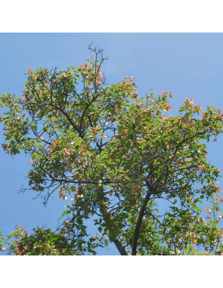 Semenovii Acer tataricum Klon tatarski