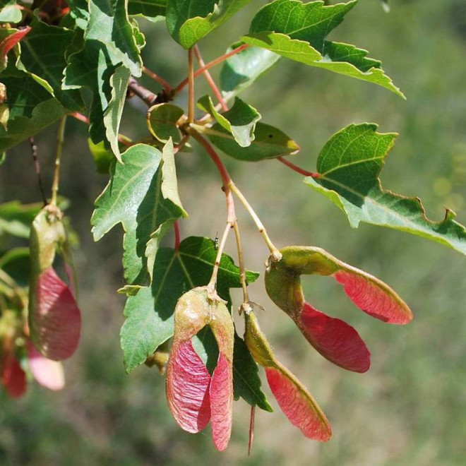Klon tatarski Acer tataricum Semenovii