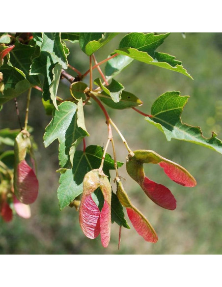 Klon tatarski Acer tataricum Semenovii