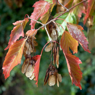 Ginnala Acer tataricum Klon tatarski
