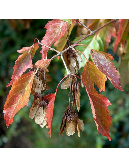 Ginnala Acer tataricum Klon tatarski