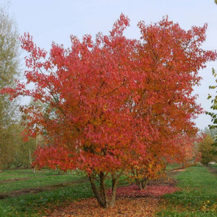 Ginnala Acer tataricum Klon tatarski 2