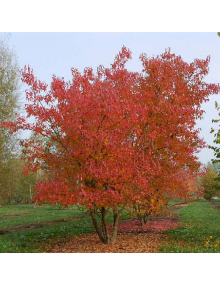 Klon tatarski Ginnala Acer tataricum