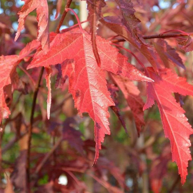 Klon tatarski Acer tataricum Ginnala