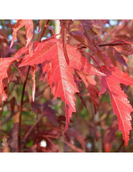 Klon tatarski Acer tataricum Ginnala