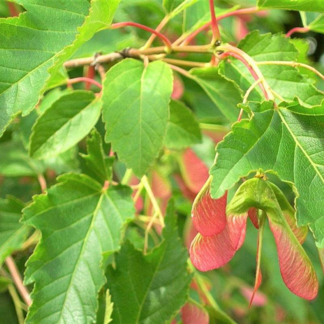 Acer tataricum Klon tatarski Ginnala